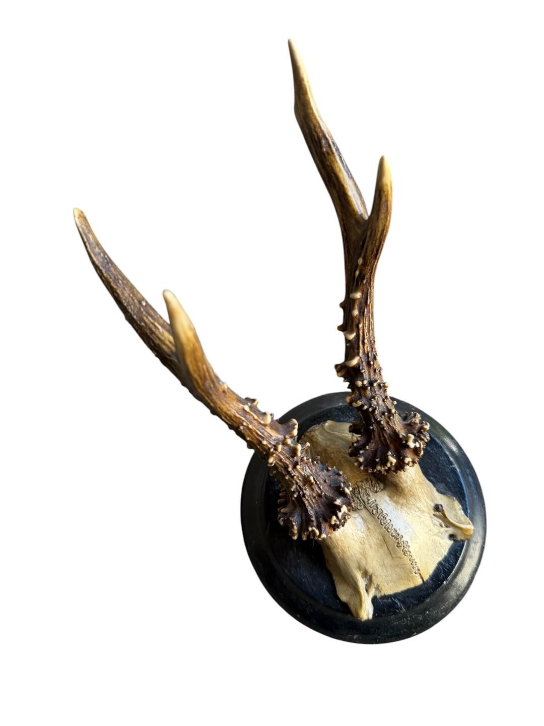 Roe Deer Trophy 130 Black Forest Antlers Mount