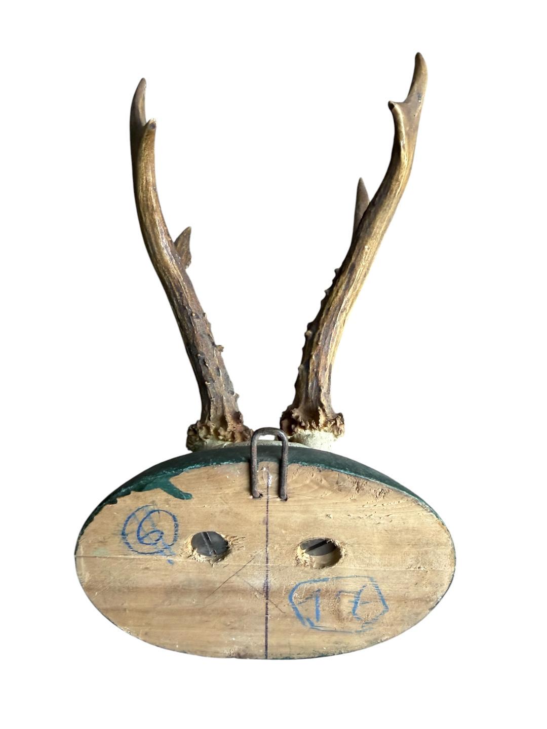 Roe Deer Trophy 133 Black Forest Antlers Mount Circa 1899