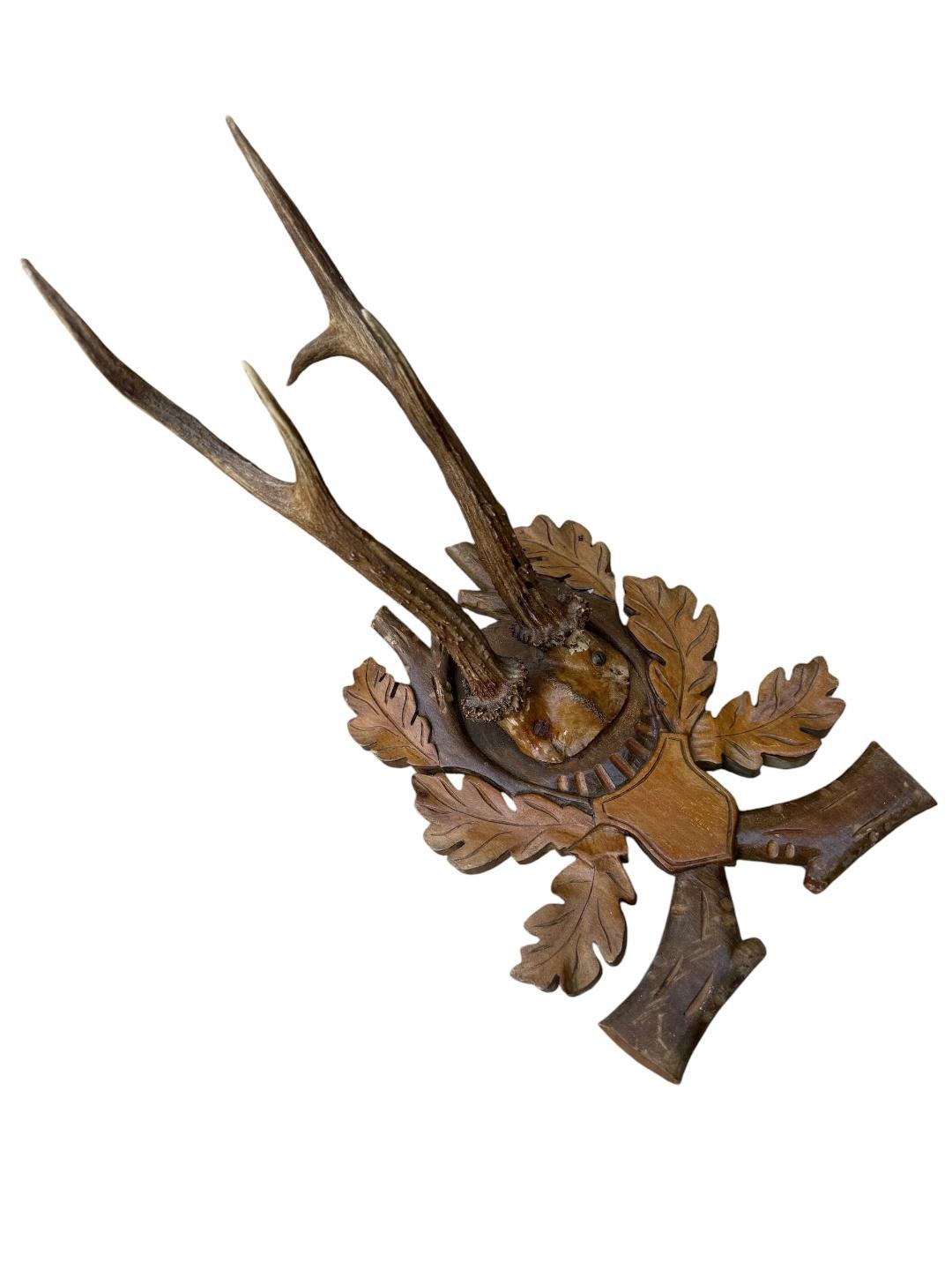 Roe Deer Trophy 132 Black Forest Antlers Mount