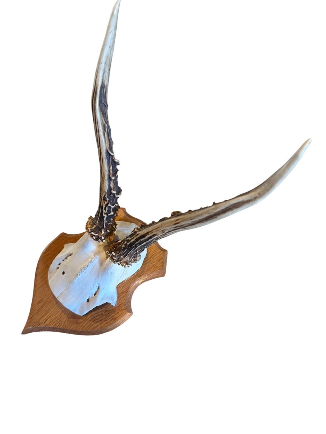 Roe Deer Trophy 134, Black Forest Antlers on Plaque