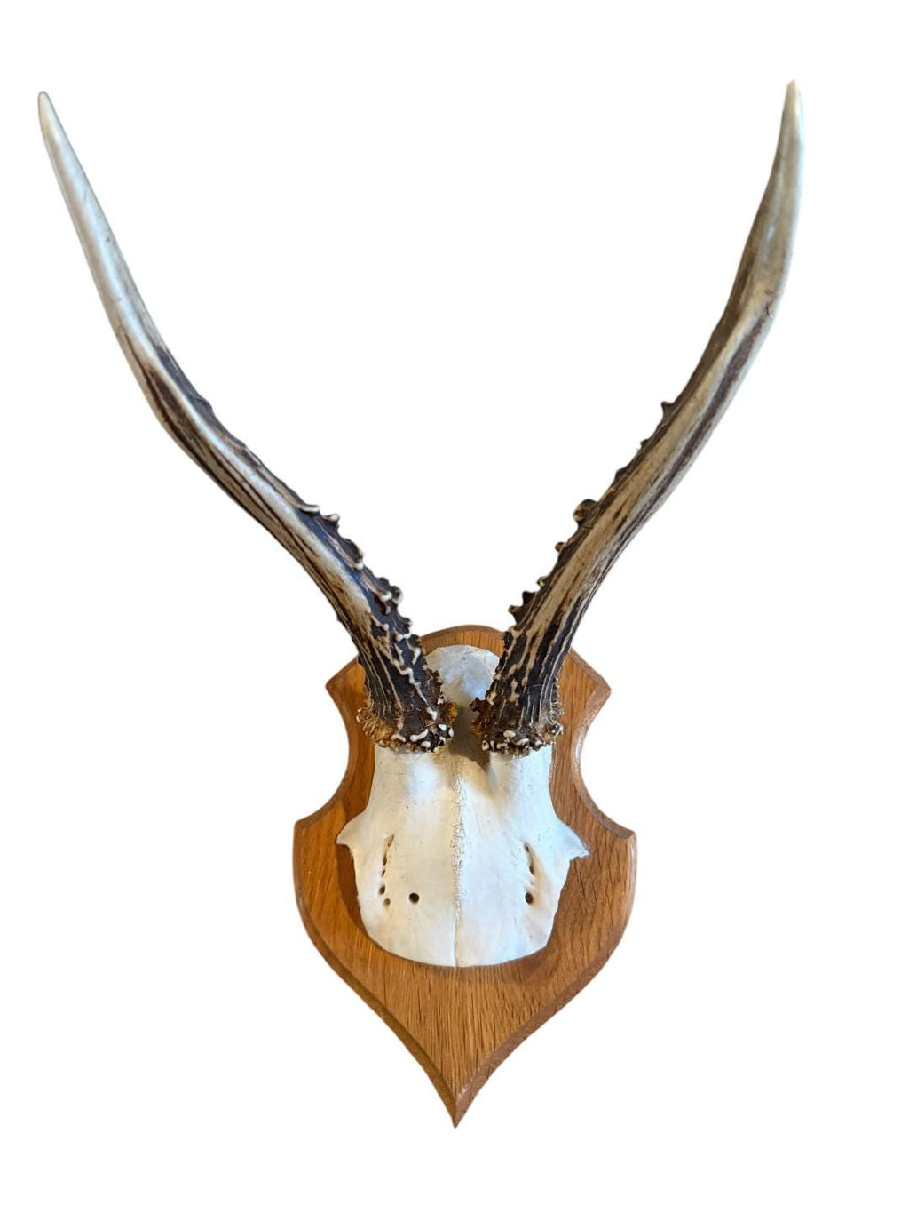 Roe Deer Trophy 134, Black Forest Antlers on Plaque