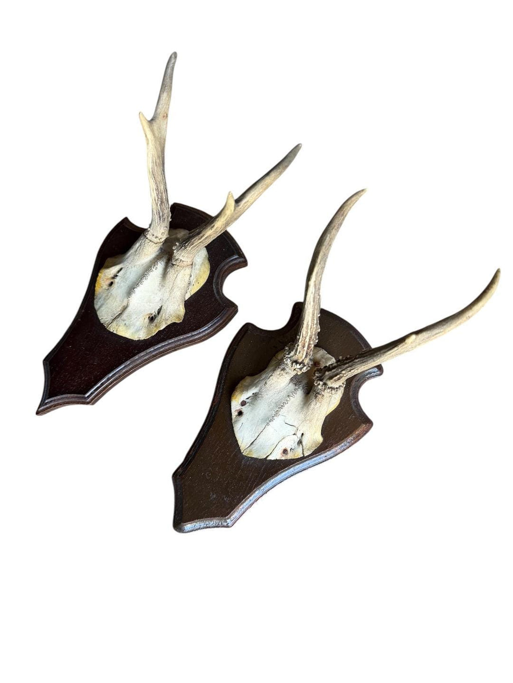 Pair of Roe Deer Trophies 137, Black Forest Antlers
