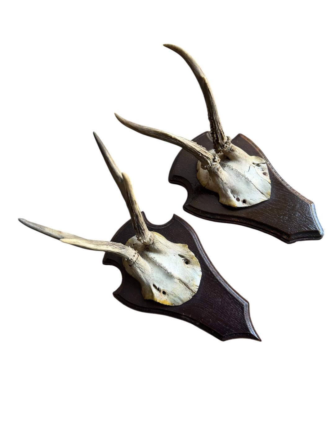 Pair of Roe Deer Trophies 137, Black Forest Antlers