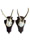 Pair of Roe Deer Trophies 137, Black Forest Antlers