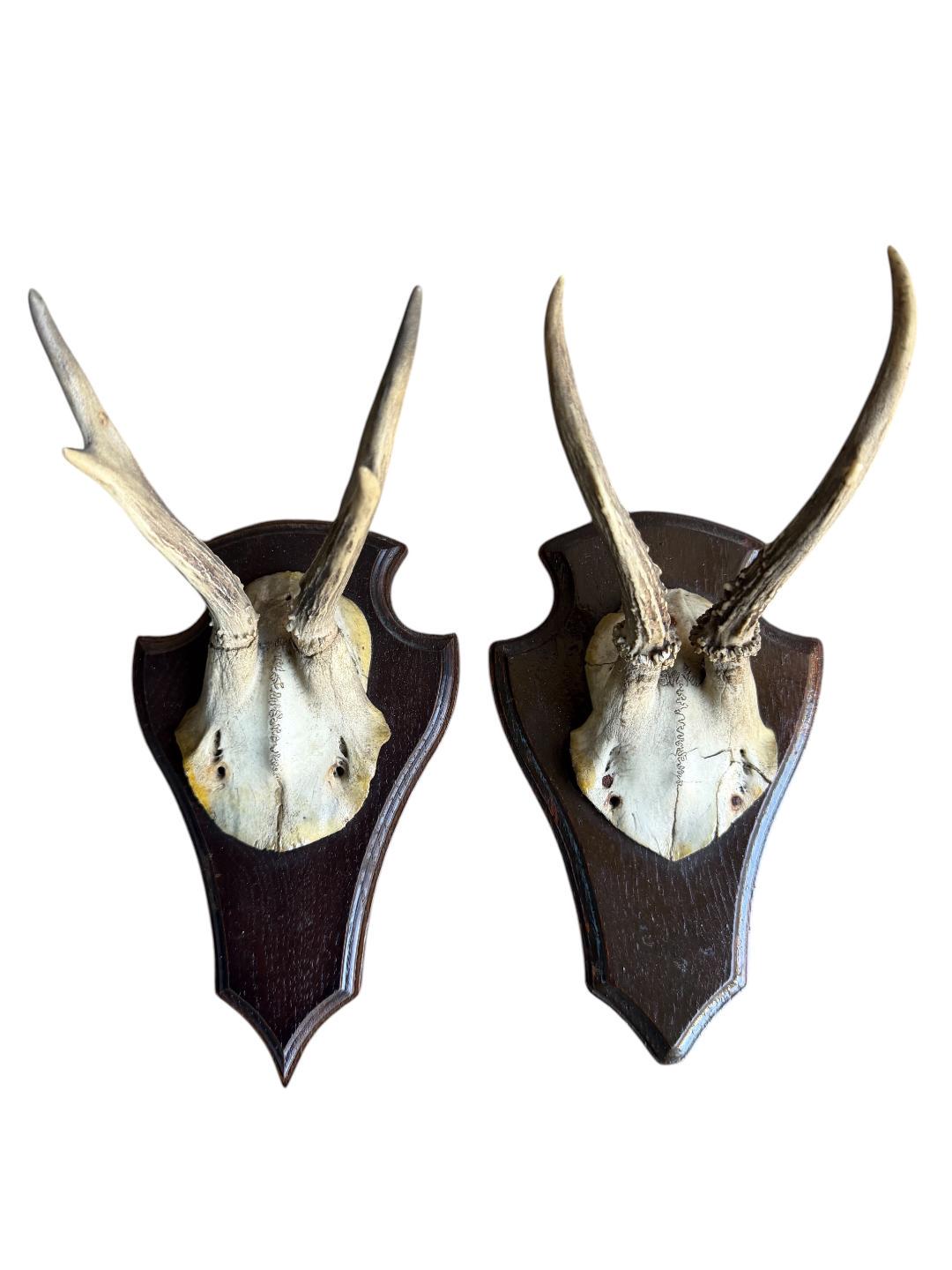 Pair of Roe Deer Trophies 137, Black Forest Antlers