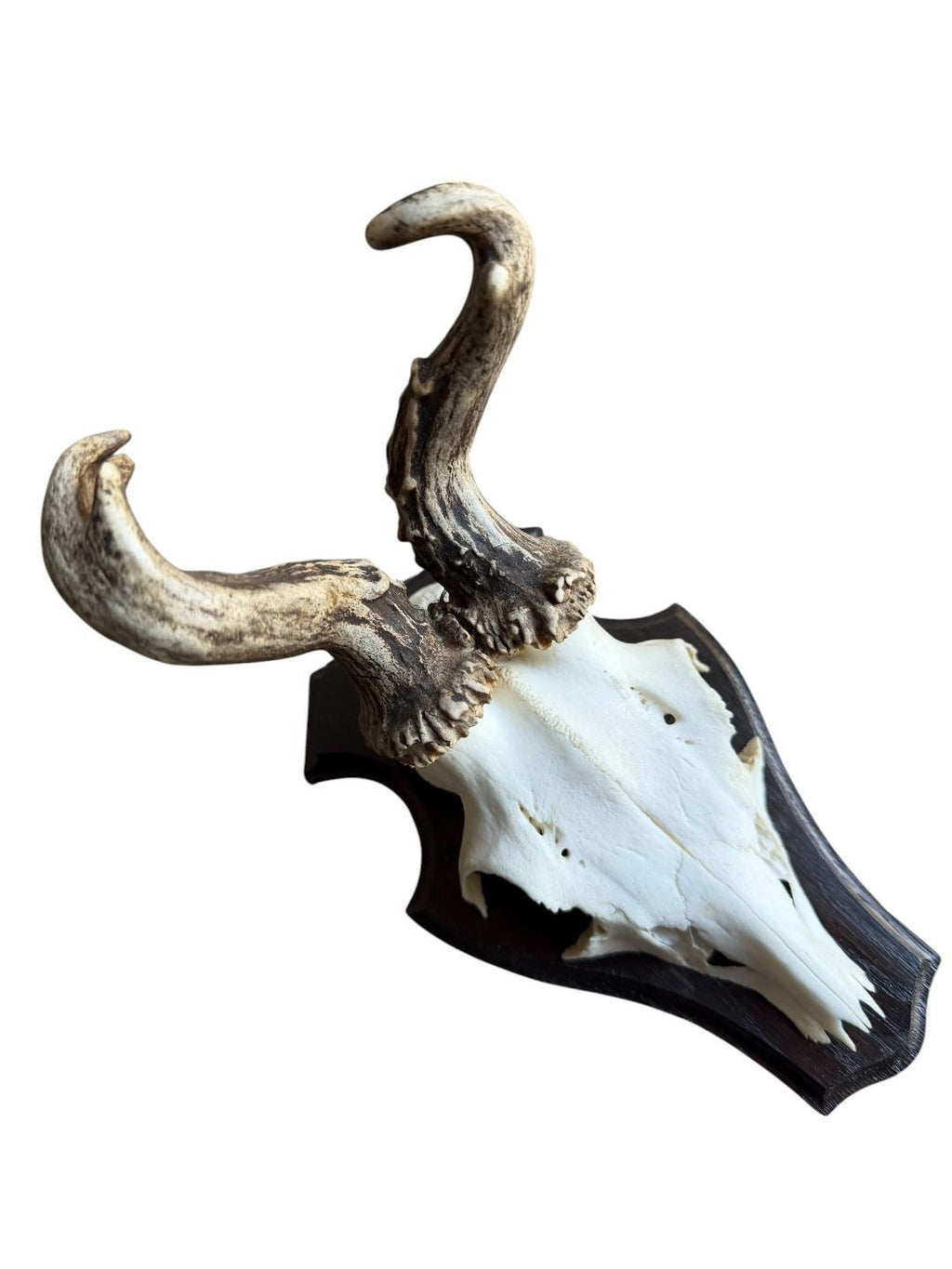 Roe Deer Trophy 139, Abnormal Antlers, Black Forest