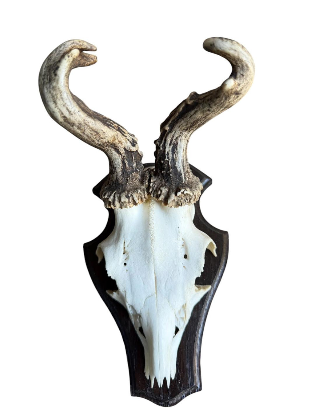 Roe Deer Trophy 139, Abnormal Antlers, Black Forest