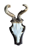 Roe Deer Trophy 139, Abnormal Antlers, Black Forest