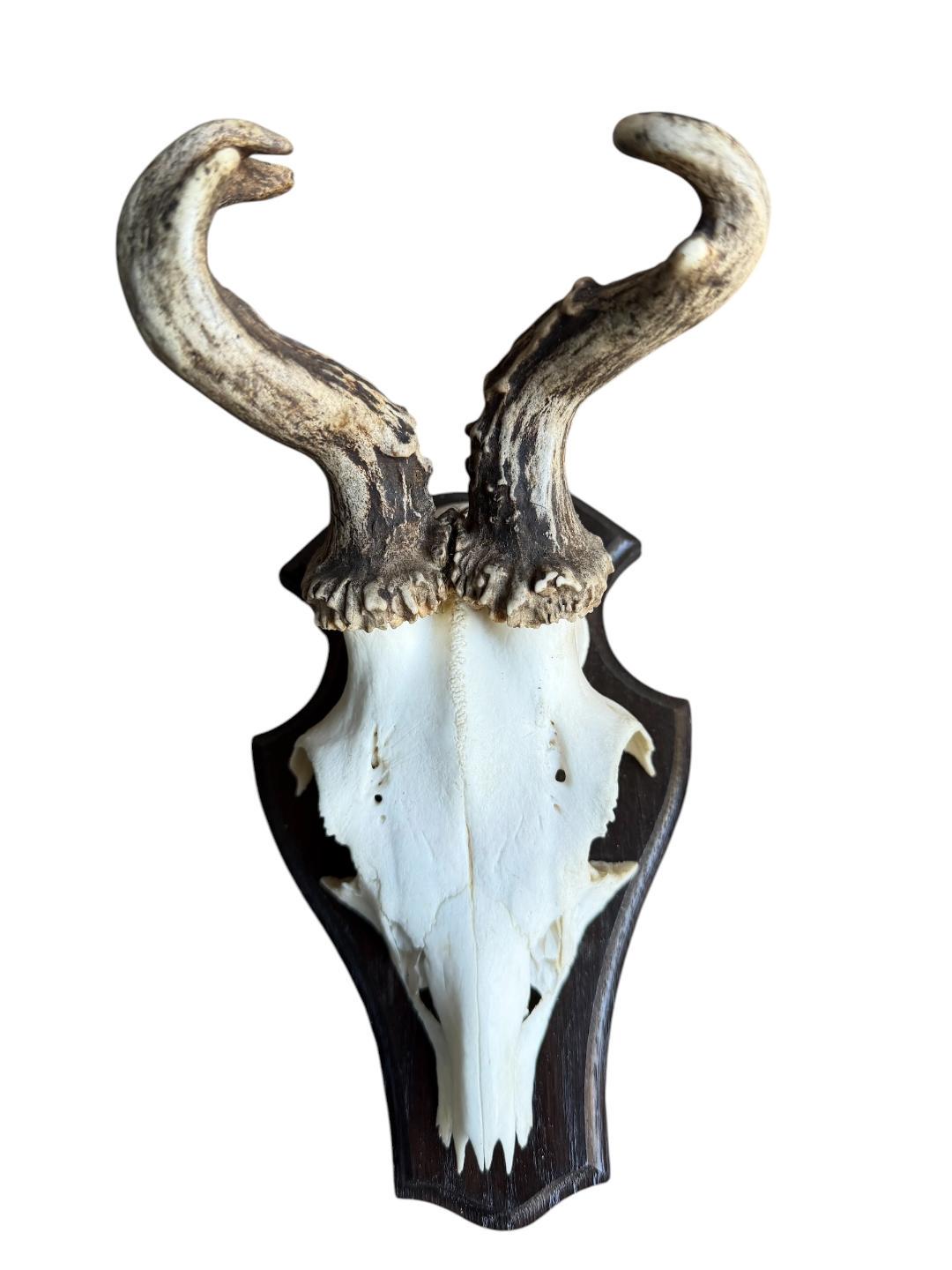 Roe Deer Trophy 139, Abnormal Antlers, Black Forest