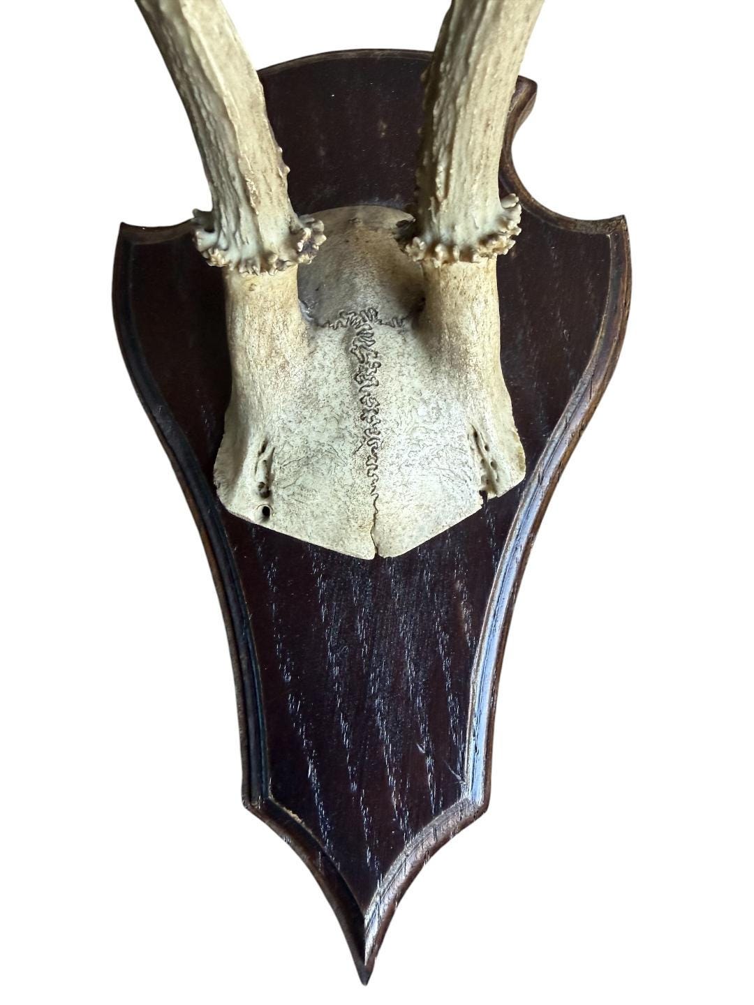 Roe Deer Trophy 142, Black Forest Antlers