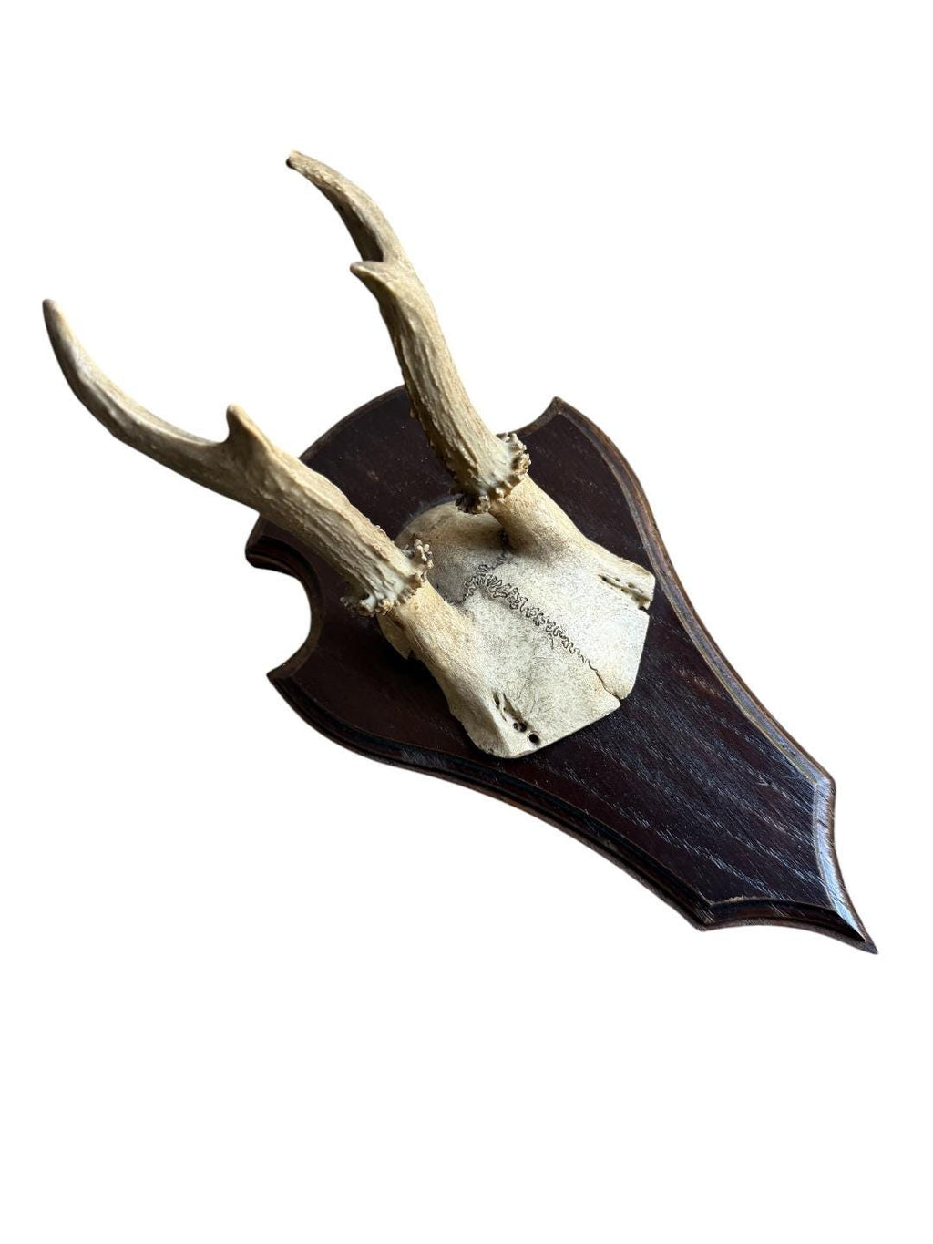 Roe Deer Trophy 142, Black Forest Antlers