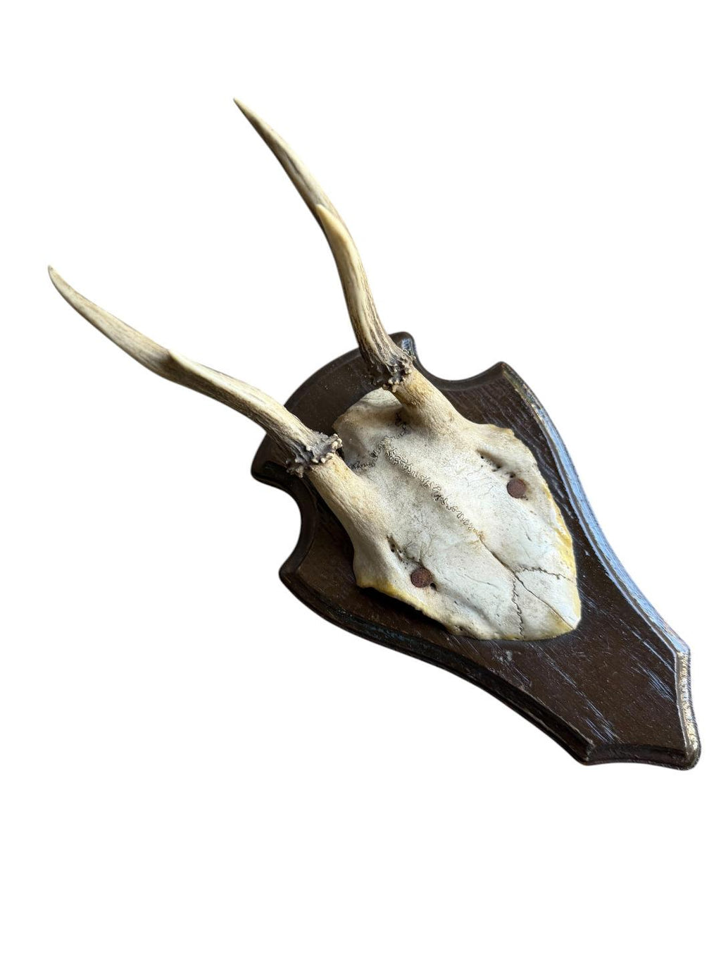 Roe Deer Trophy 144, Black Forest Antlers
