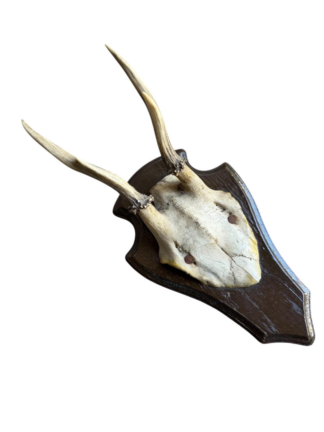 Roe Deer Trophy 144, Black Forest Antlers