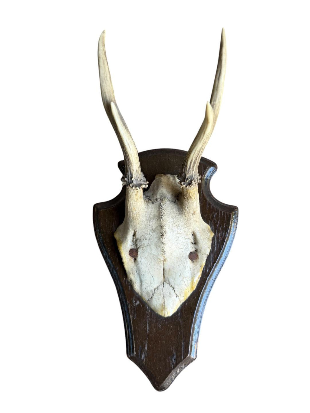 Roe Deer Trophy 144, Black Forest Antlers