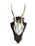 Roe Deer Trophy 144, Black Forest Antlers