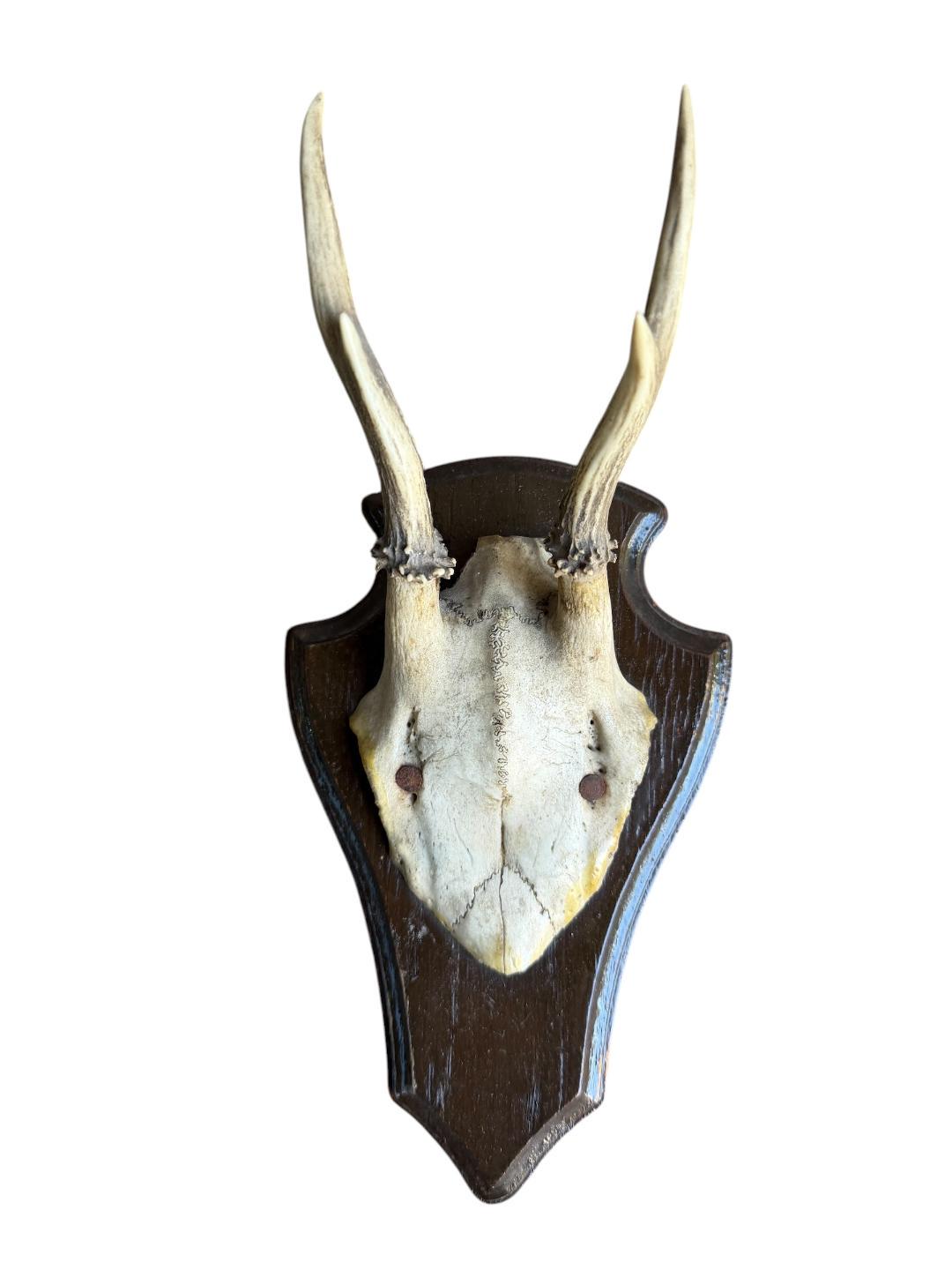 Roe Deer Trophy 144, Black Forest Antlers