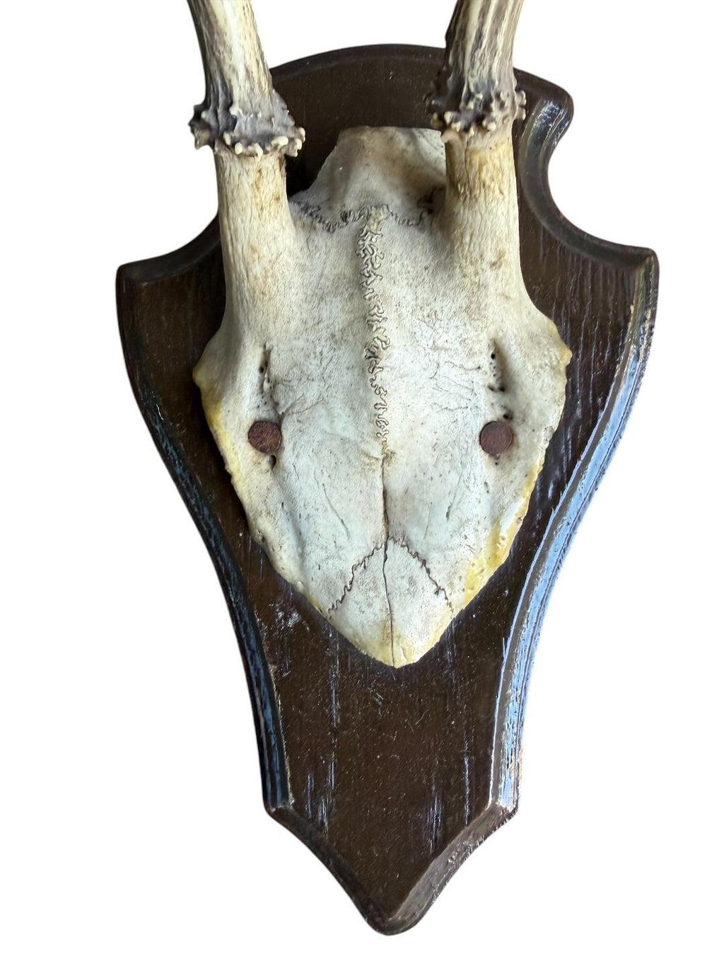 Roe Deer Trophy 144, Black Forest Antlers