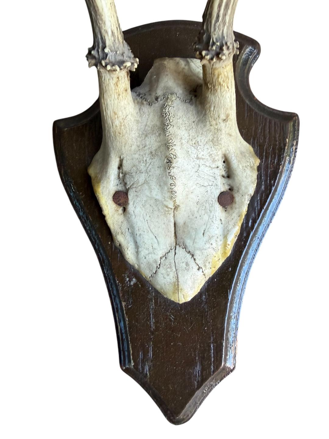 Roe Deer Trophy 144, Black Forest Antlers