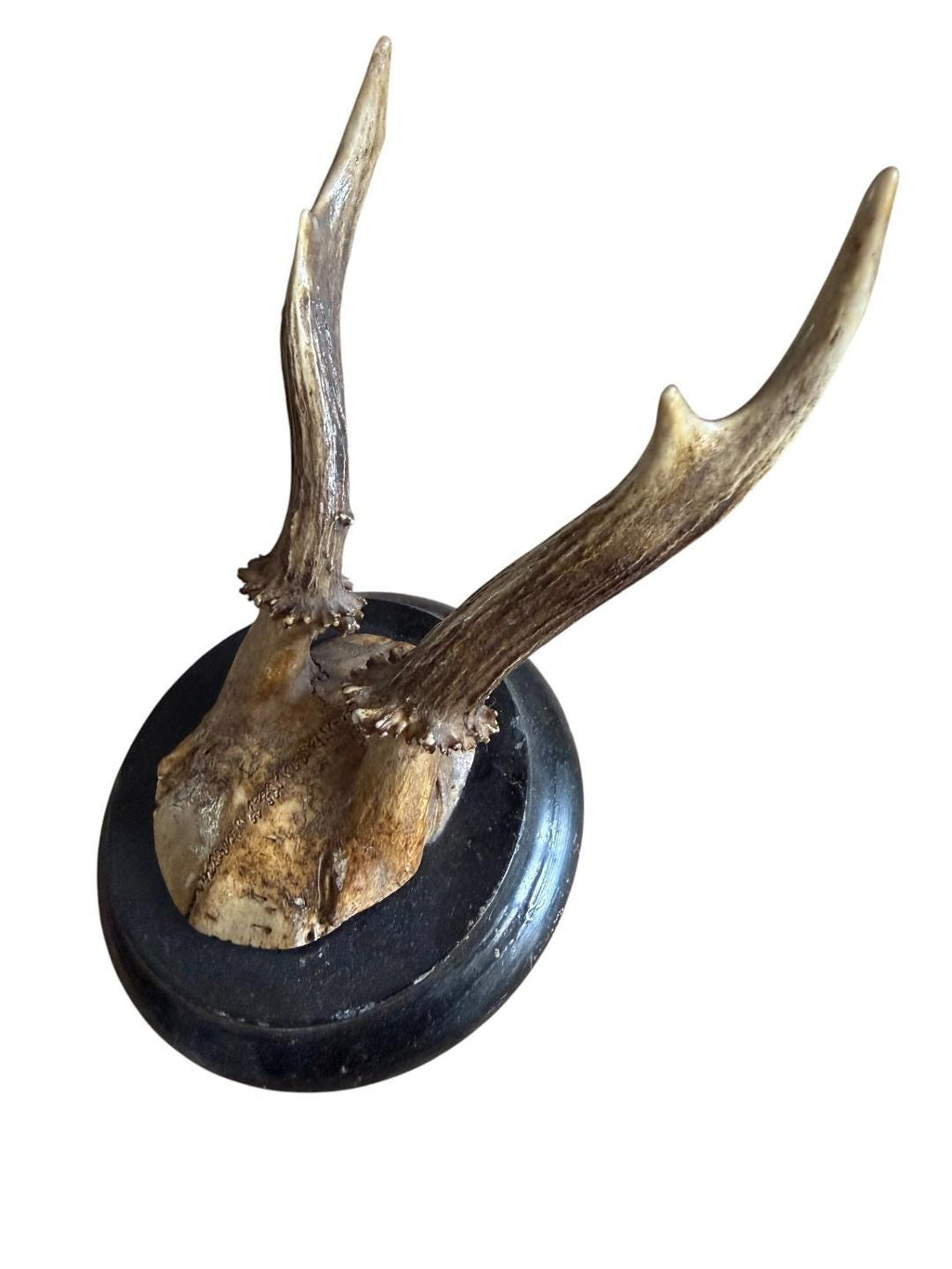 Roe Deer Trophy 127, Black Forest Antlers Mount