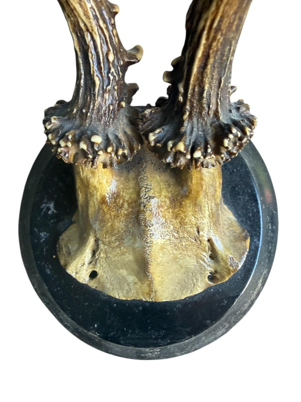 Roe Deer Trophy 128 Black Forest Antlers Mount