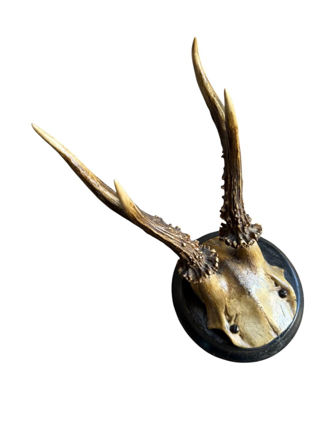 Roe Deer Trophy 129 Black Forest Antlers Mount