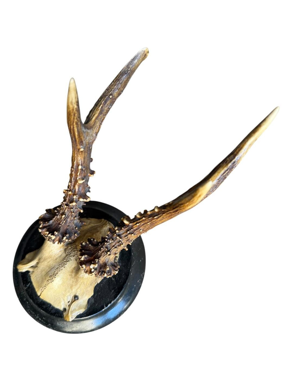Roe Deer Trophy 130 Black Forest Antlers Mount