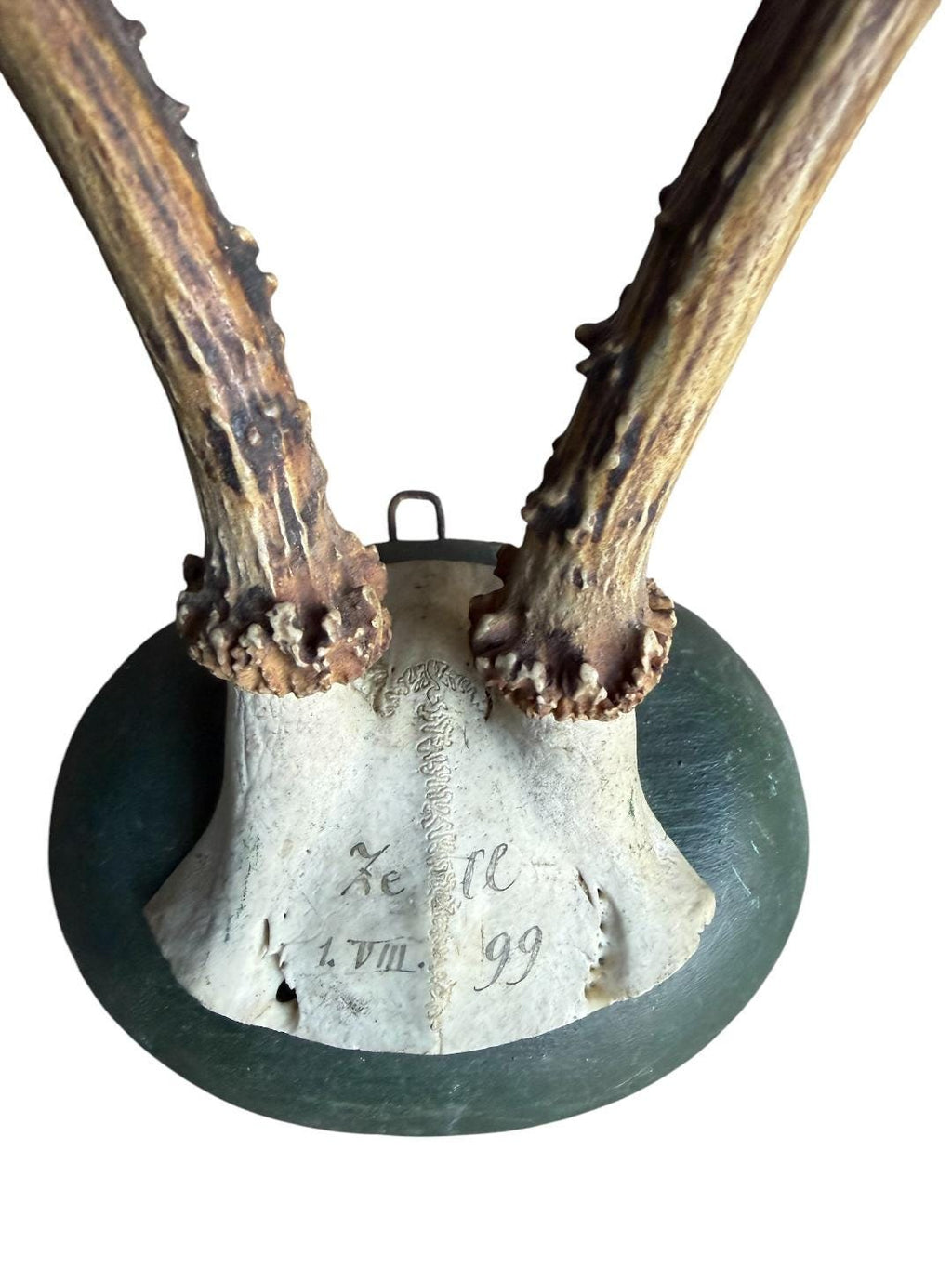 Roe Deer Trophy 133 Black Forest Antlers Mount Circa 1899