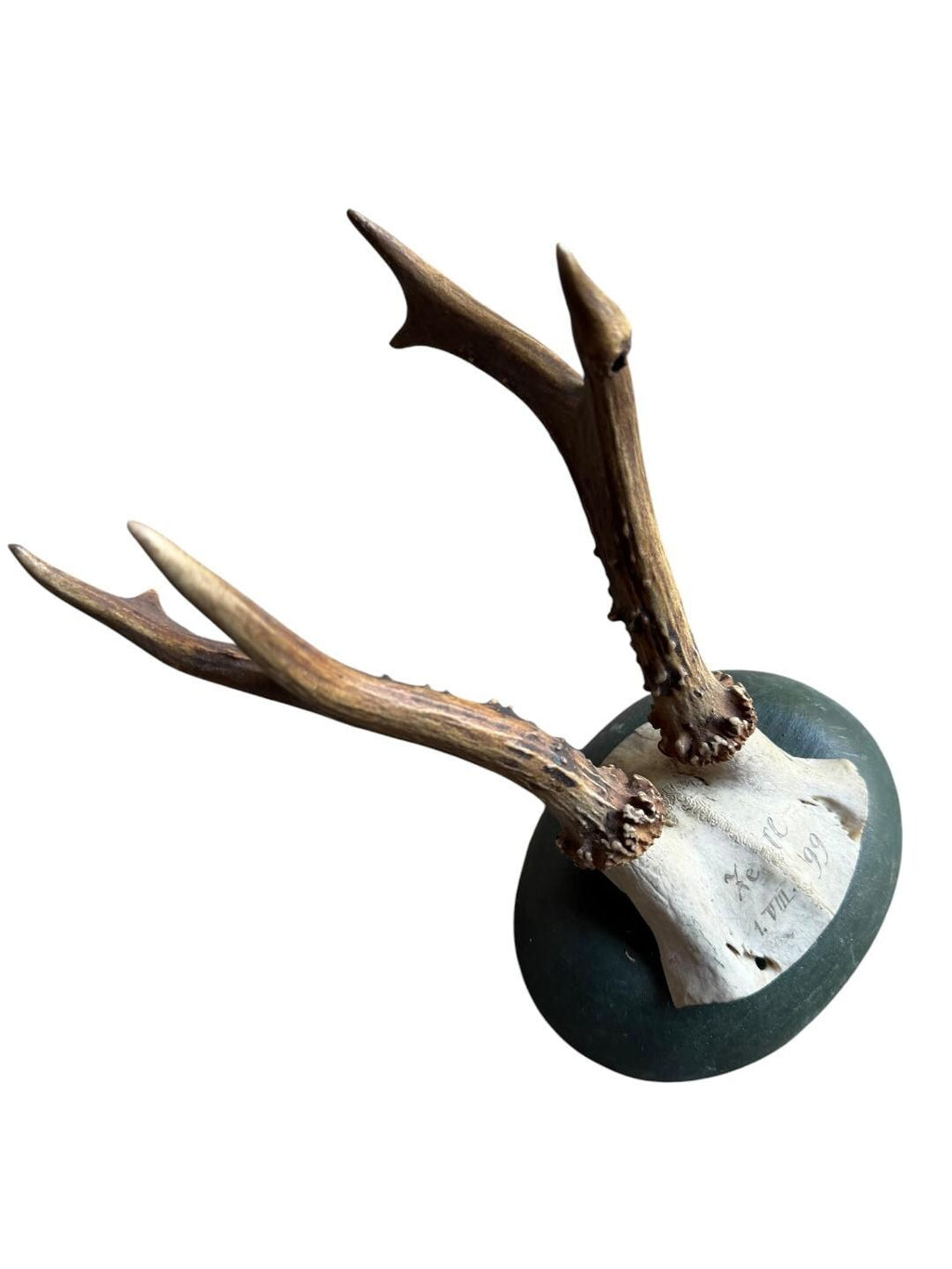 Roe Deer Trophy 133 Black Forest Antlers Mount Circa 1899