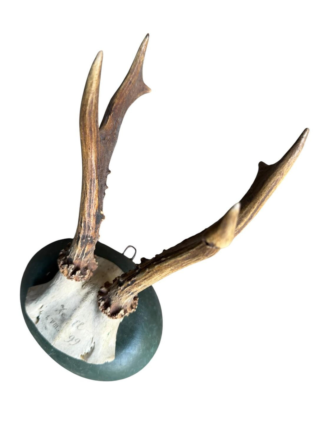 Roe Deer Trophy 133 Black Forest Antlers Mount Circa 1899