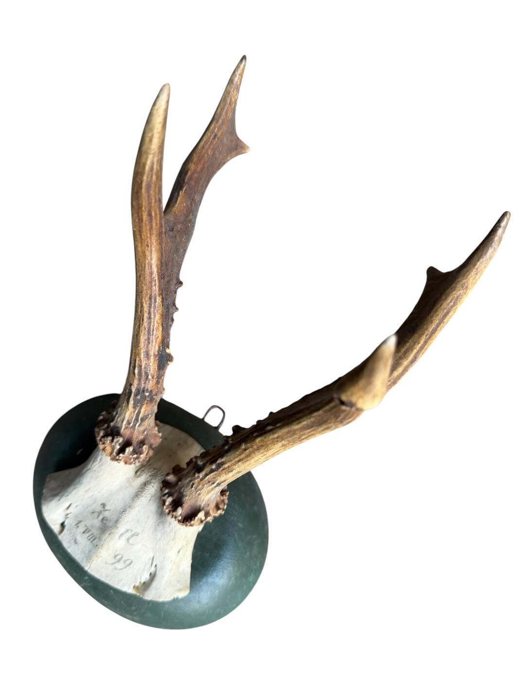 Roe Deer Trophy 133 Black Forest Antlers Mount Circa 1899