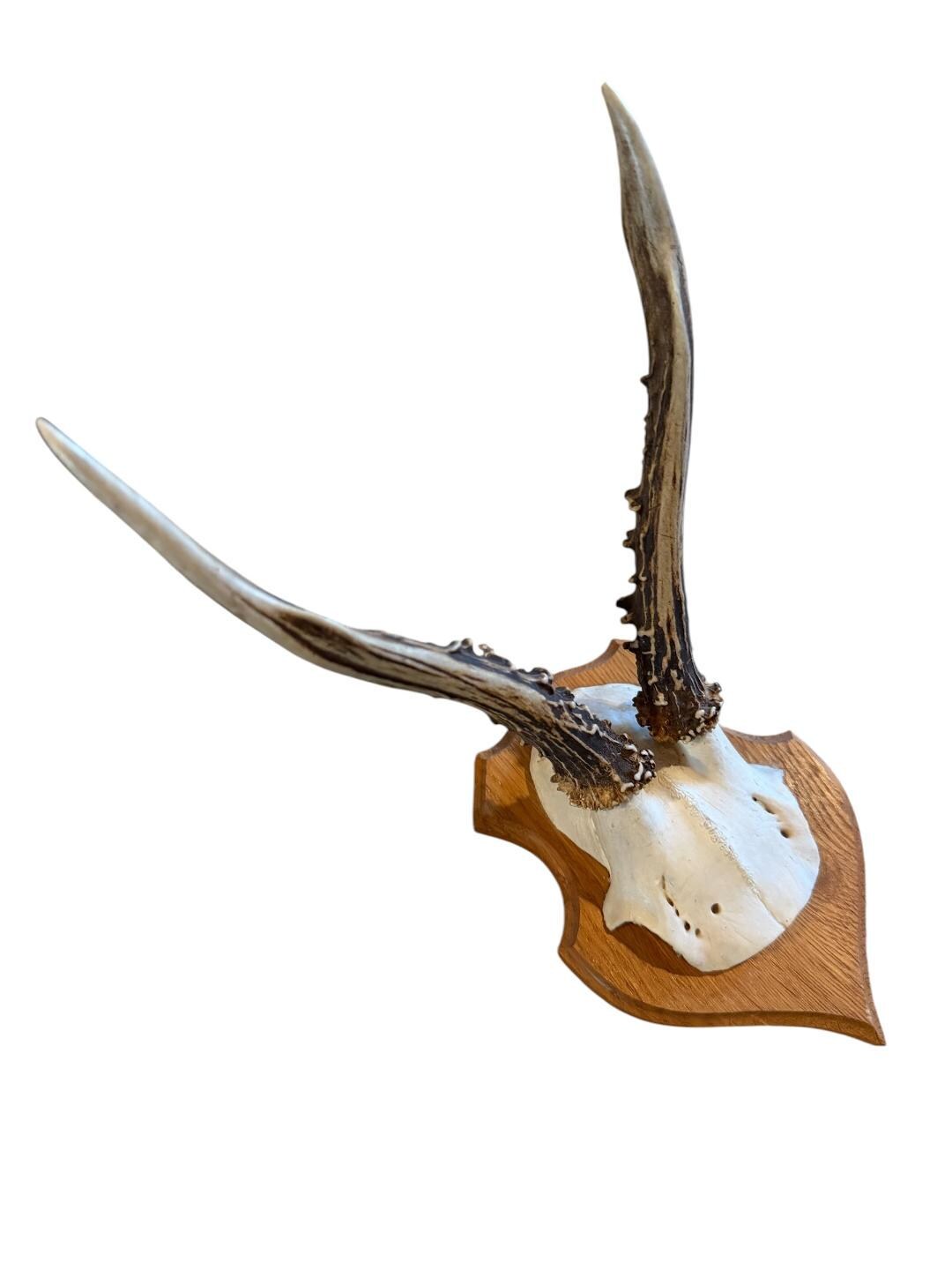 Roe Deer Trophy 134, Black Forest Antlers on Plaque