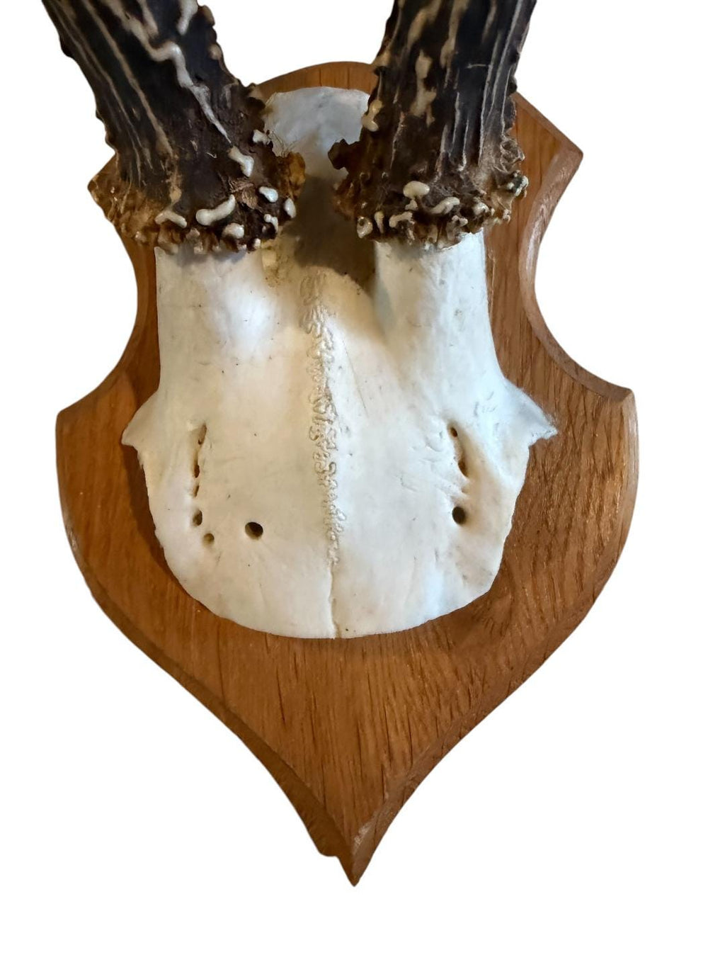 Roe Deer Trophy 134, Black Forest Antlers on Plaque