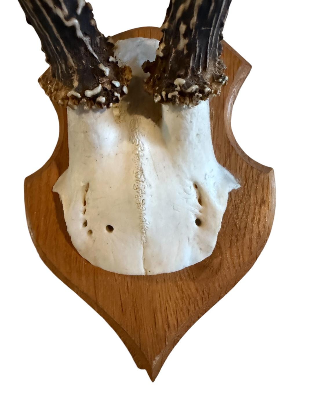 Roe Deer Trophy 134, Black Forest Antlers on Plaque