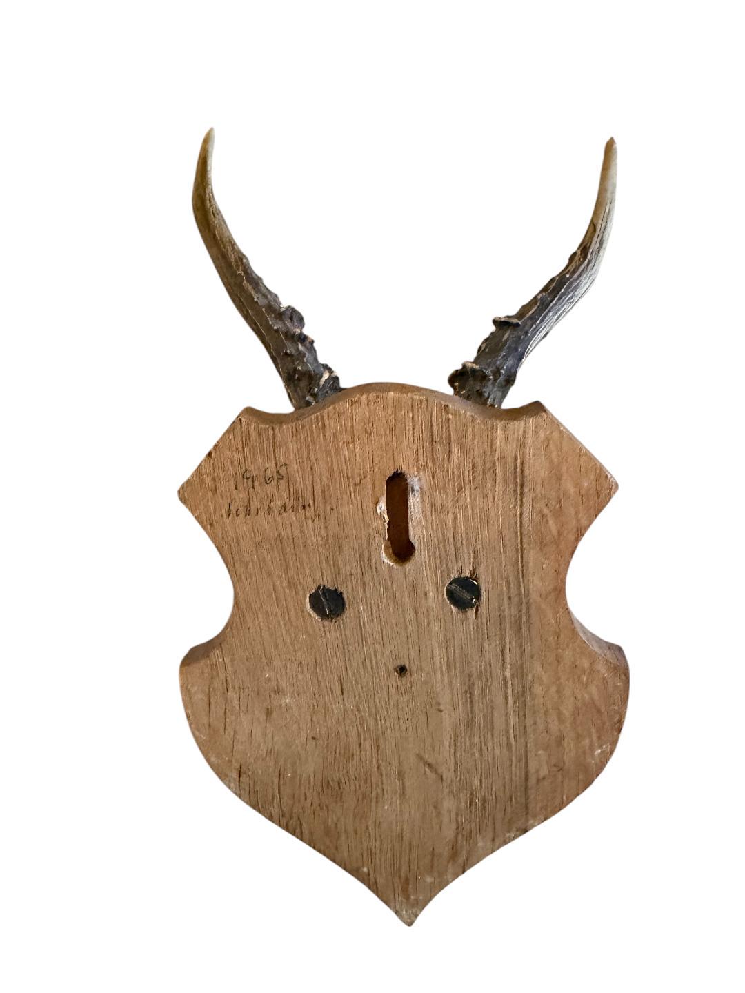 Roe Deer Trophy 134, Black Forest Antlers on Plaque