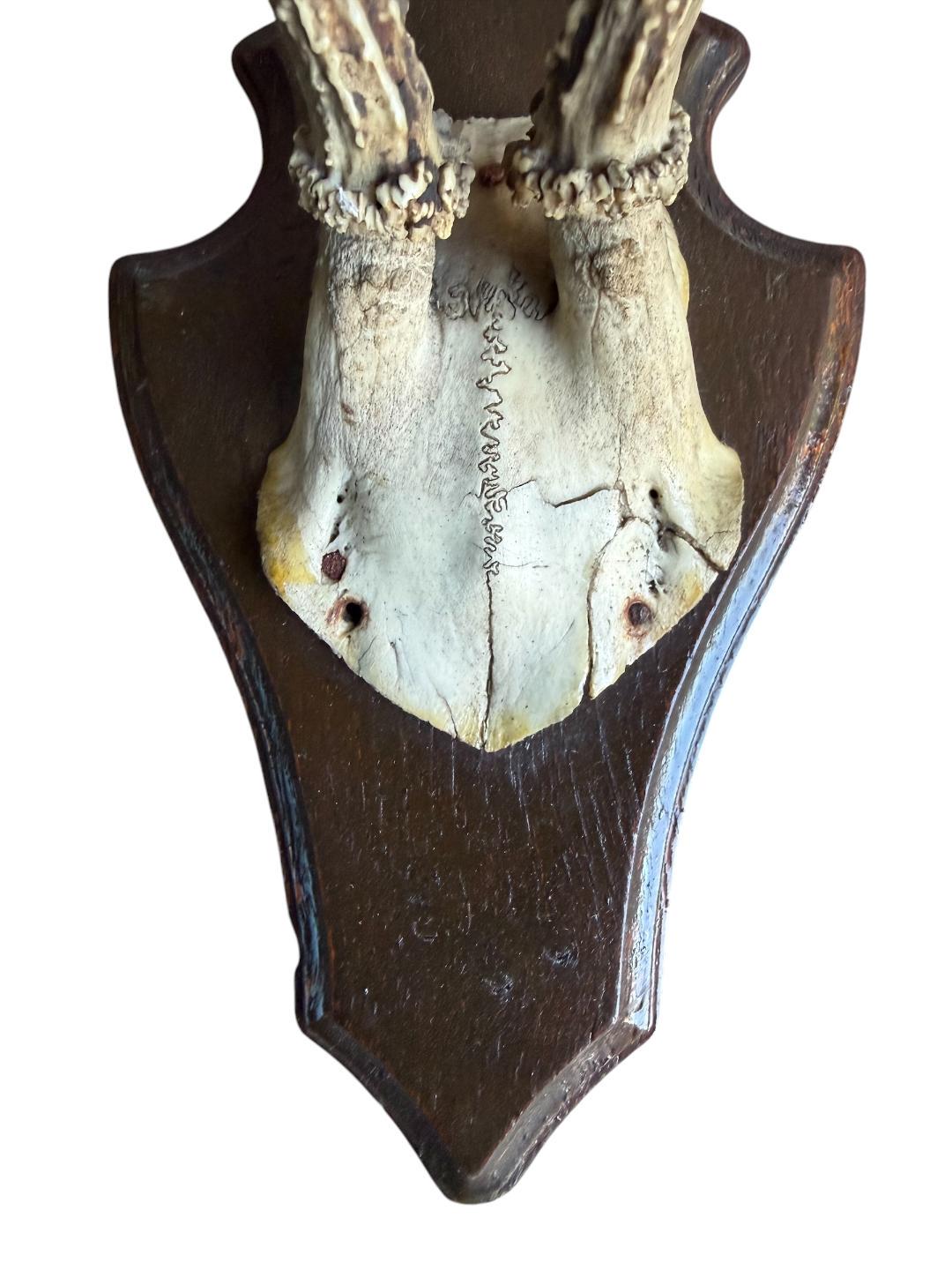 Pair of Roe Deer Trophies 137, Black Forest Antlers