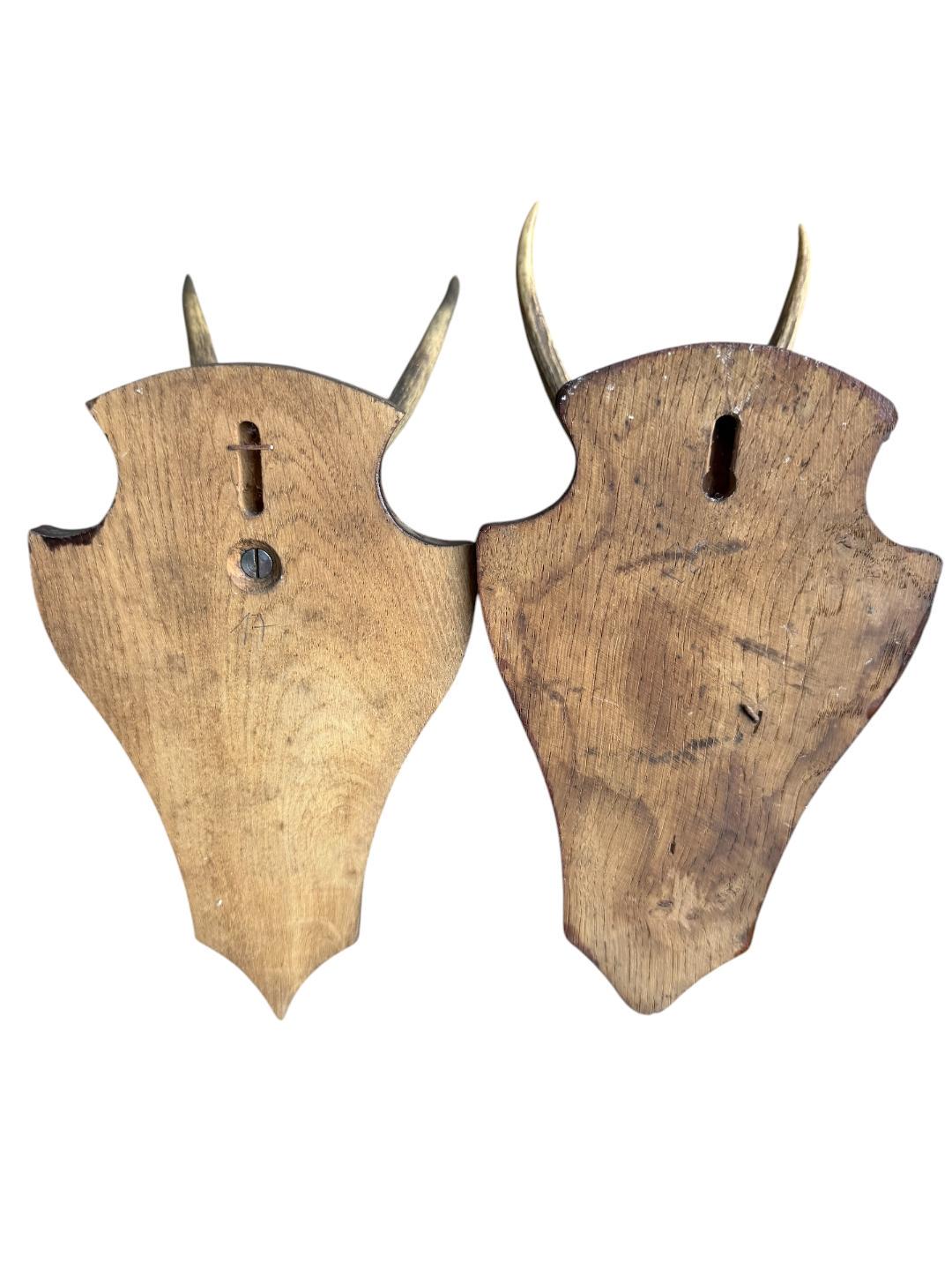 Pair of Roe Deer Trophies 137, Black Forest Antlers