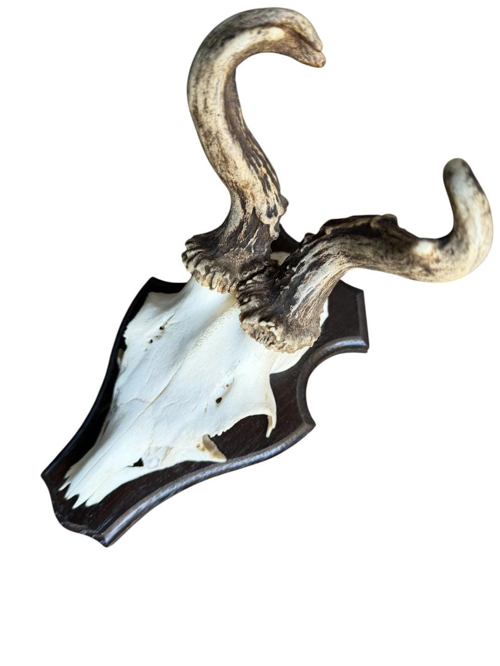 Roe Deer Trophy 139, Abnormal Antlers, Black Forest