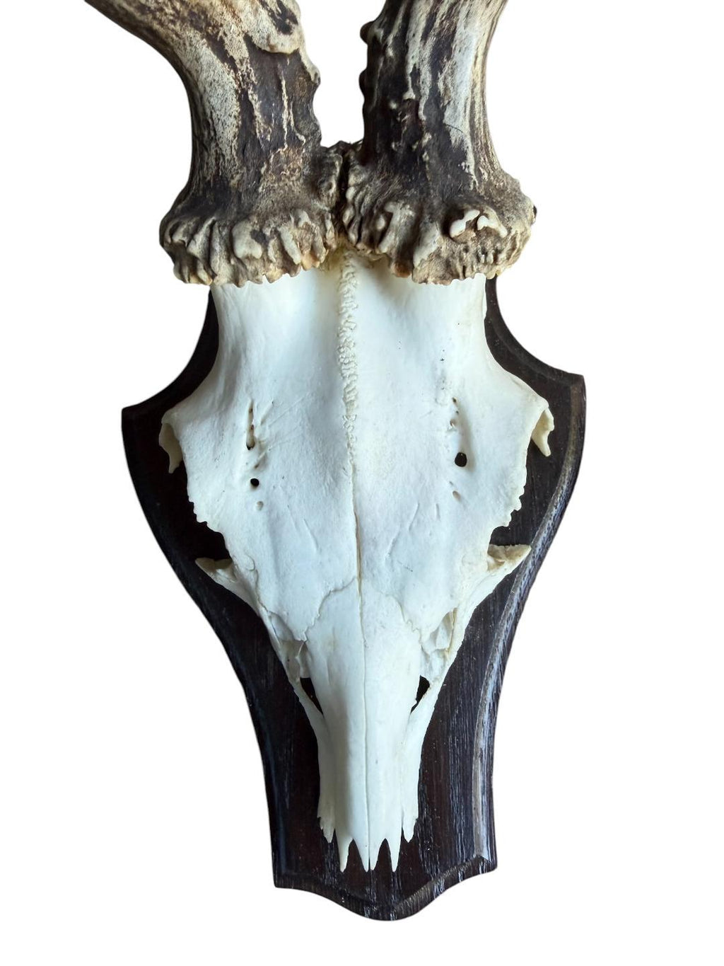 Roe Deer Trophy 139, Abnormal Antlers, Black Forest