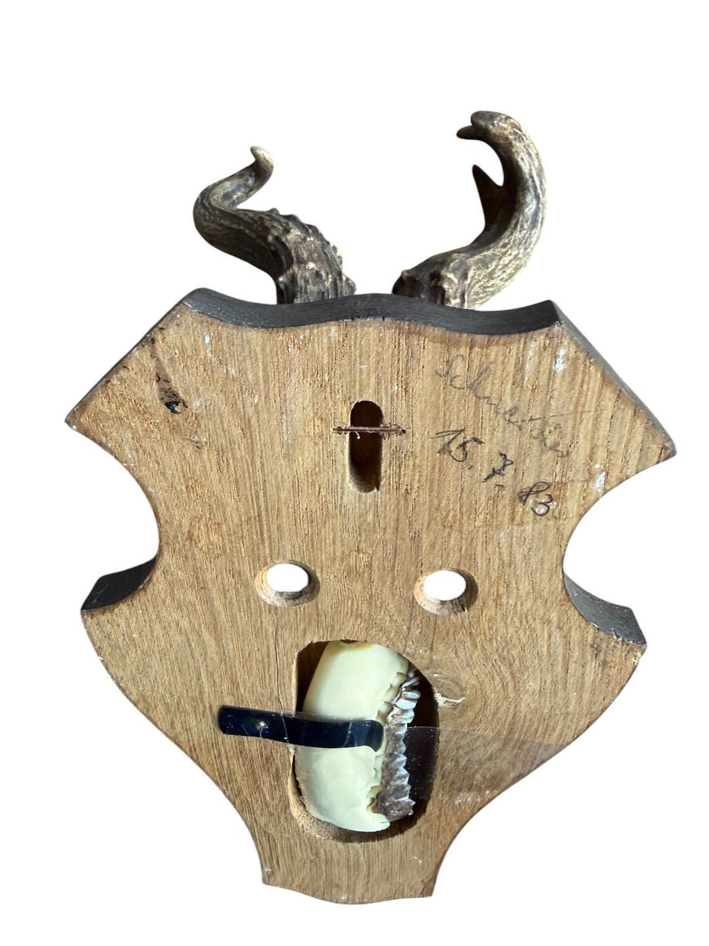 Roe Deer Trophy 139, Abnormal Antlers, Black Forest