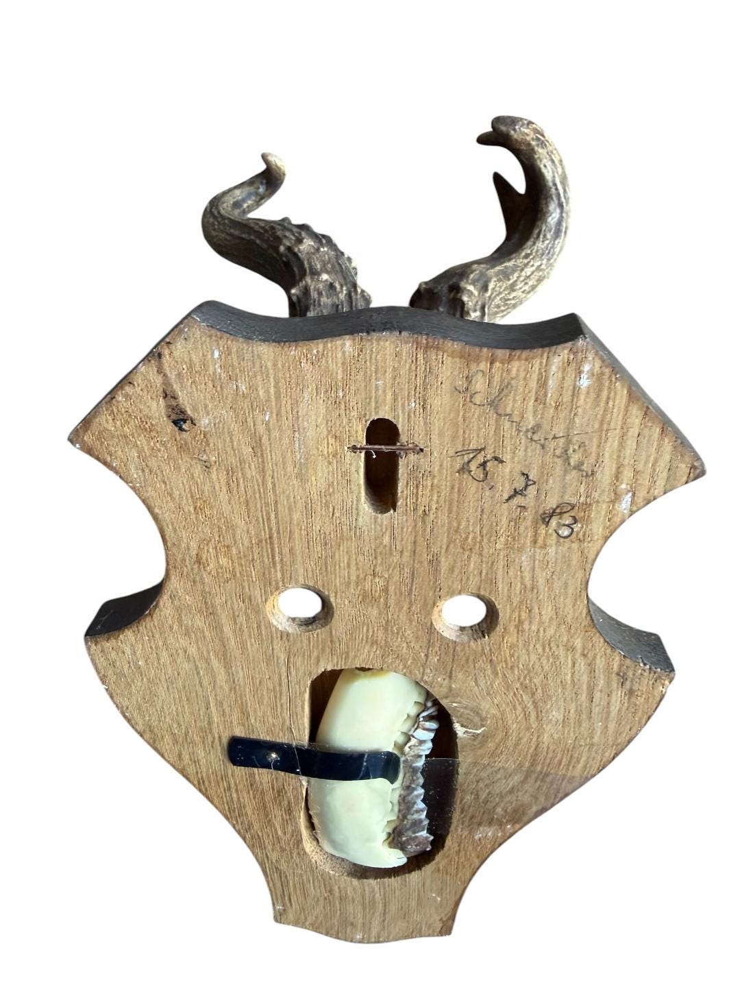 Roe Deer Trophy 139, Abnormal Antlers, Black Forest