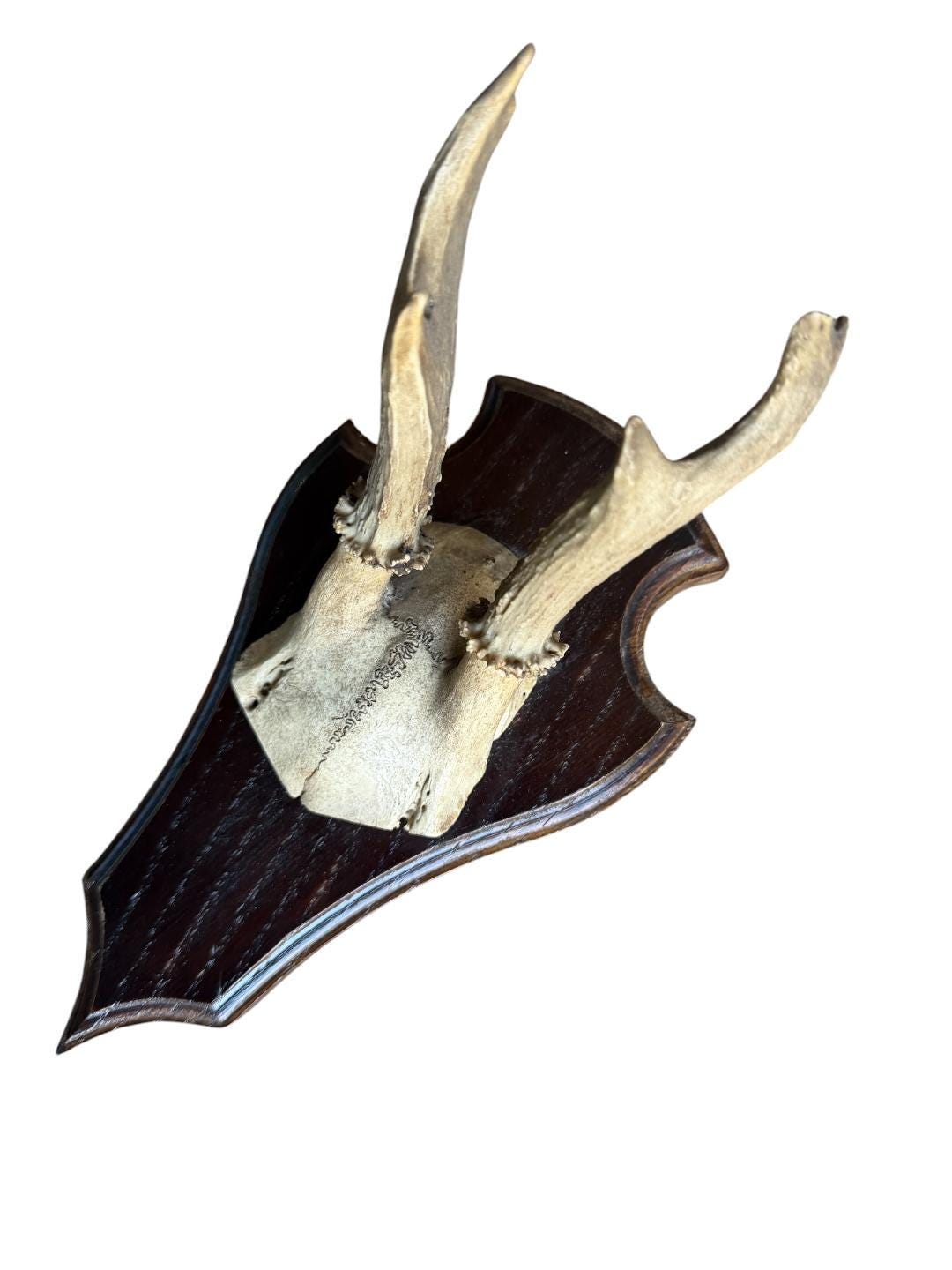Roe Deer Trophy 142, Black Forest Antlers
