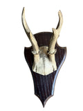 Roe Deer Trophy 142, Black Forest Antlers