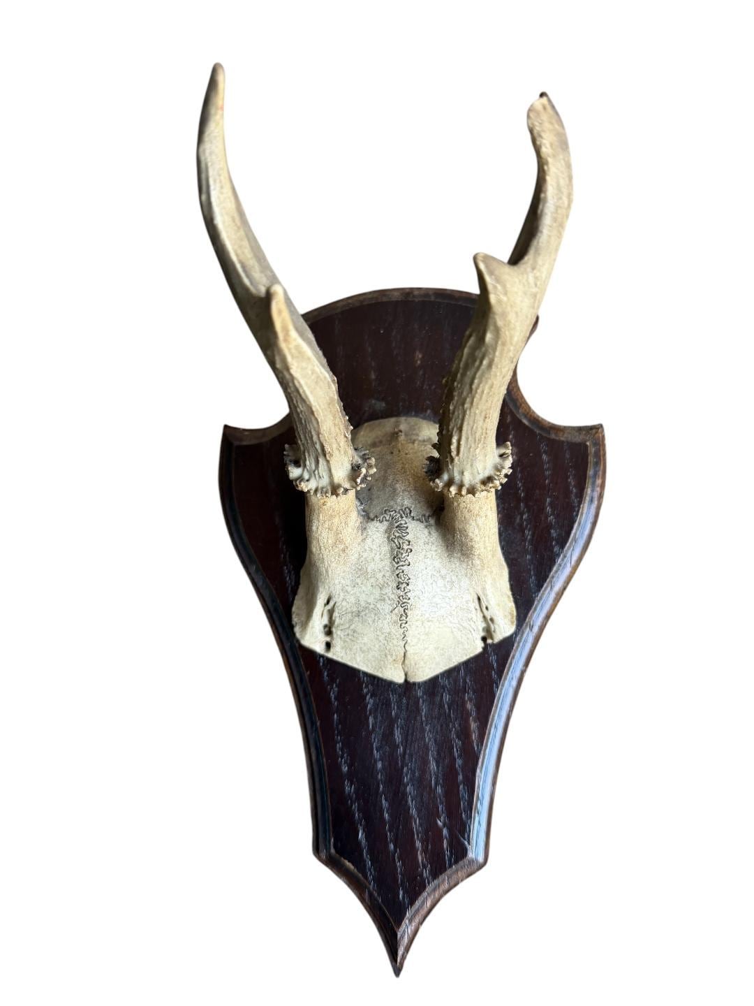 Roe Deer Trophy 142, Black Forest Antlers