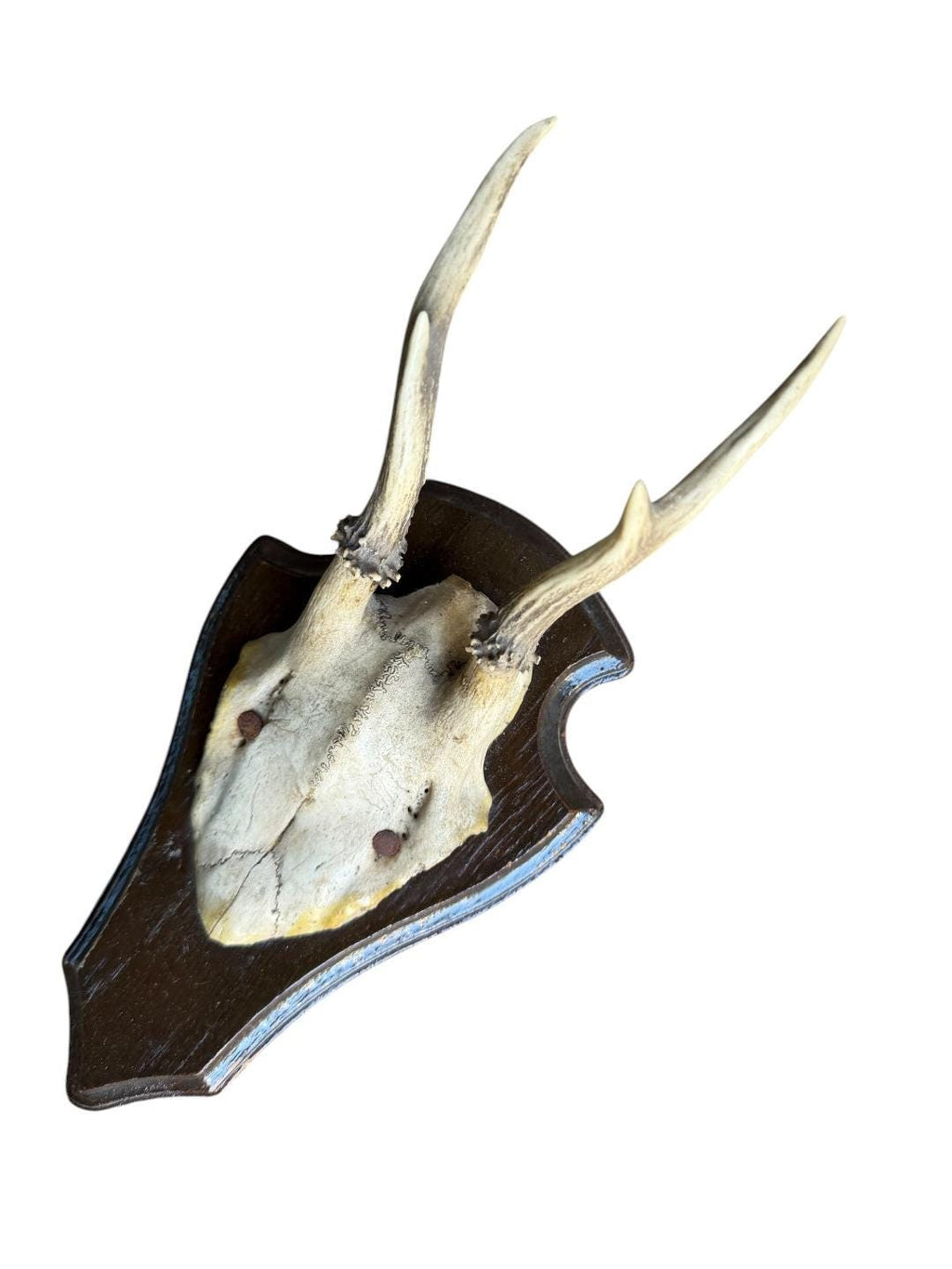 Roe Deer Trophy 144, Black Forest Antlers