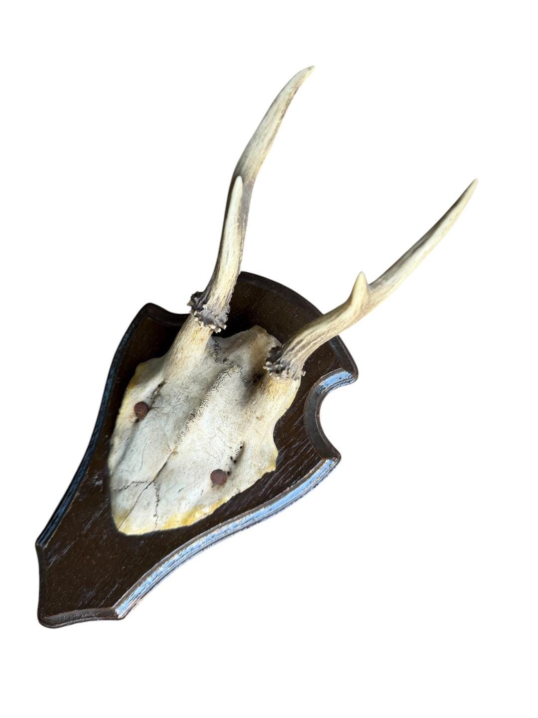 Roe Deer Trophy 144, Black Forest Antlers