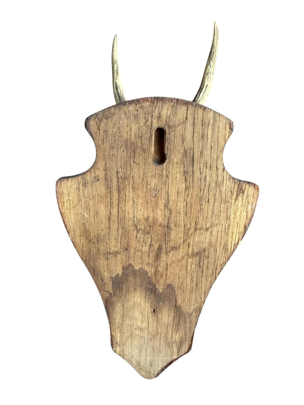 Roe Deer Trophy 144, Black Forest Antlers