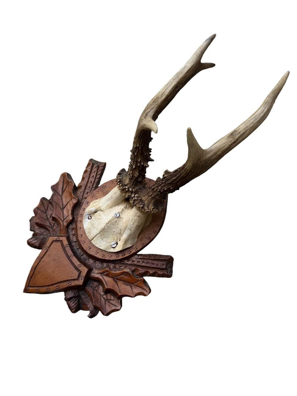 Roe Deer Trophy 147, Black Forest Antlers Mount, 1900s