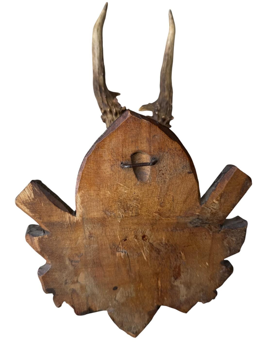 Roe Deer Trophy 147, Black Forest Antlers Mount, 1900s