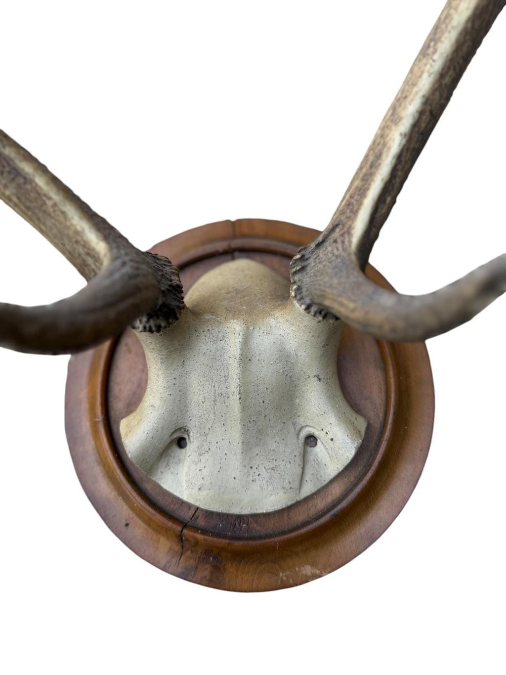 Red Deer Hunting Trophy, Black Forest Antlers, 1800s