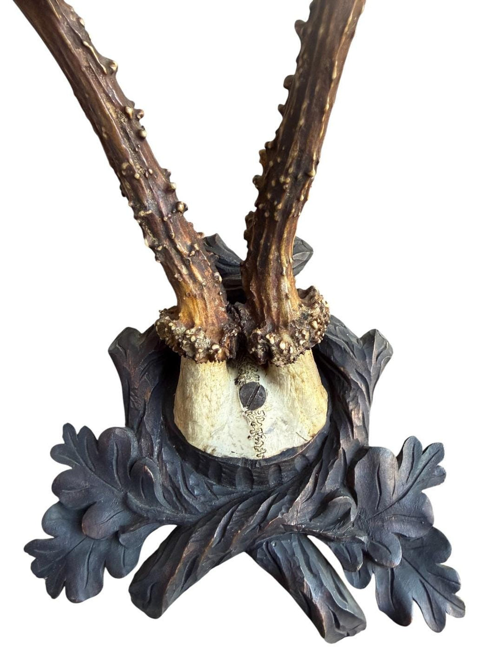 Roe Deer Trophy 162, Black Forest Antlers Mount, 1900s